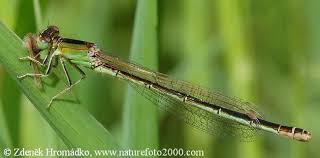 Attēlu rezultāti vaicājumam “Ischnura pumilio”