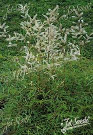 Image result for Aruncus dioicus