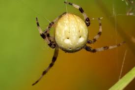 Attēlu rezultāti vaicājumam “Araneus quadratus female”