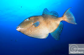 Image result for Balistes capriscus