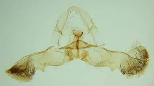 Attēlu rezultāti vaicājumam “Grapholita funebrana larva”