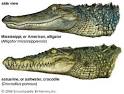 The Garden of Eaden  THE DIFFERENCES BETWEEN CROCODILES AND ALLIGATORS