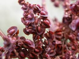 Attēlu rezultāti vaicājumam “Rumex crispus fruit”