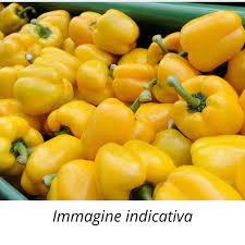 Afbeeldingsresultaat voor topepo giallo sweet pepper