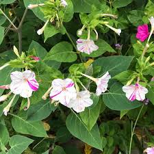 Image result for Mirabilis jalapa