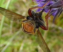 Attēlu rezultāti vaicājumam “Sericomyia lappona”