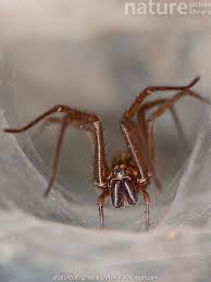 Attēlu rezultāti vaicājumam “Tegenaria sp.”