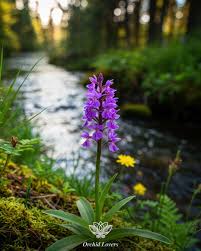 Attēlu rezultāti vaicājumam “Dactylorhiza maculata flower”