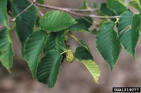 Attēlu rezultāti vaicājumam “Betula alleghaniensis leaf”