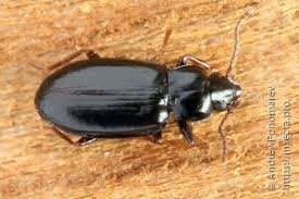 Attēlu rezultāti vaicājumam “Tachyta nana”