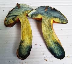 Attēlu rezultāti vaicājumam “Didymium xanthopus spores”