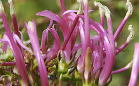 Attēlu rezultāti vaicājumam “Campanulaceae”