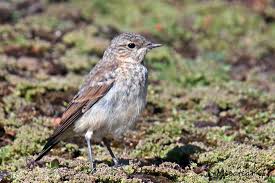 Attēlu rezultāti vaicājumam “Oenanthe oenanthe”