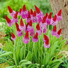 Attēlu rezultāti vaicājumam “Primula”