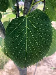 Attēlu rezultāti vaicājumam “Tilia americana”