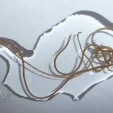 Attēlu rezultāti vaicājumam “Gordius aquaticus”