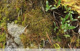 Attēlu rezultāti vaicājumam “Leiocolea heterocolpos”