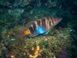 Image result for Serranus scriba