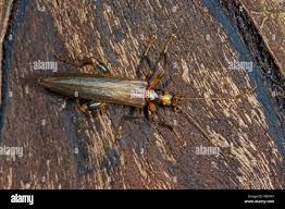 Attēlu rezultāti vaicājumam “Oedemera femorata”