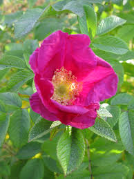 Attēlu rezultāti vaicājumam “Rosa majalis fruit”