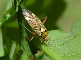 Attēlu rezultāti vaicājumam “Rhabdomiris striatellus”