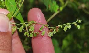 Attēlu rezultāti vaicājumam “Fallopia dumetorum”