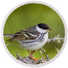 Image result for Dendroica striata