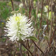 Attēlu rezultāti vaicājumam “Fothergilla major”
