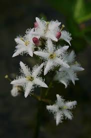 Attēlu rezultāti vaicājumam “Menyanthes trifoliata”