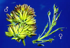 Attēlu rezultāti vaicājumam “Fraxinus pennsylvanica male flower”