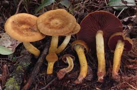 Attēlu rezultāti vaicājumam “Cortinarius sanguineus”