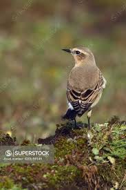 Attēlu rezultāti vaicājumam “Oenanthe oenanthe”