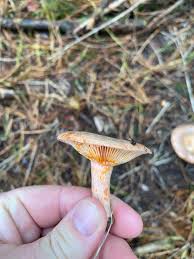 Attēlu rezultāti vaicājumam “Trichia alpina young”