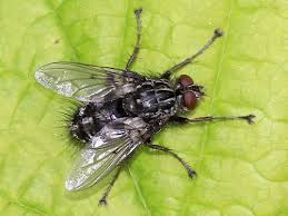 Attēlu rezultāti vaicājumam “Tachinidae”