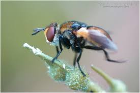 Attēlu rezultāti vaicājumam “Gymnosoma sp.”