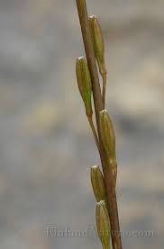 Attēlu rezultāti vaicājumam “Triglochin palustre”