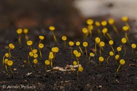 Attēlu rezultāti vaicājumam “Physarum luteolum young”