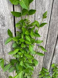 Attēlu rezultāti vaicājumam “Vinca minor leaf”