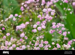 Attēlu rezultāti vaicājumam “Gypsophila paniculata”