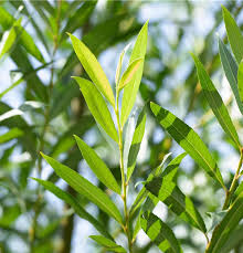 Attēlu rezultāti vaicājumam “Salix fragilis”