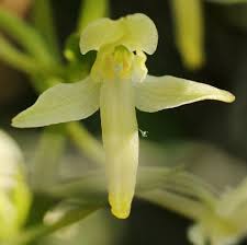 Attēlu rezultāti vaicājumam “Platanthera bifolia flower”