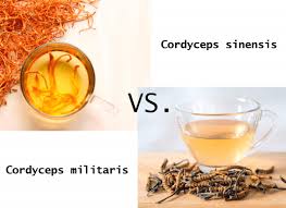 Attēlu rezultāti vaicājumam “Cordyceps militaris”