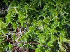 Attēlu rezultāti vaicājumam “Sphagnum cuspidatum”