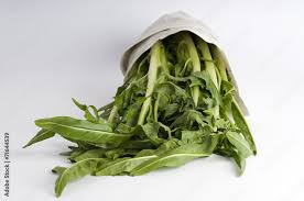 Image result for Zichorie