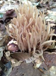 Attēlu rezultāti vaicājumam “Clavaria fumosa”