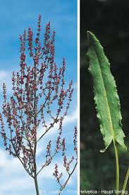 Attēlu rezultāti vaicājumam “Rumex thyrsiflorus”
