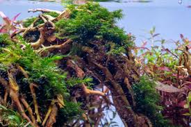 Attēlu rezultāti vaicājumam “Fissidens arnoldii macro”