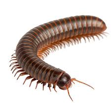 Attēlu rezultāti vaicājumam “Myriapoda”
