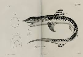 Image result for Galeocerdo cuvier