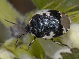 Attēlu rezultāti vaicājumam “Tritomegas bicolor”